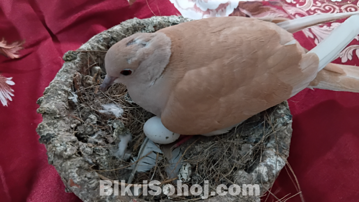 ঘুঘু পাখি